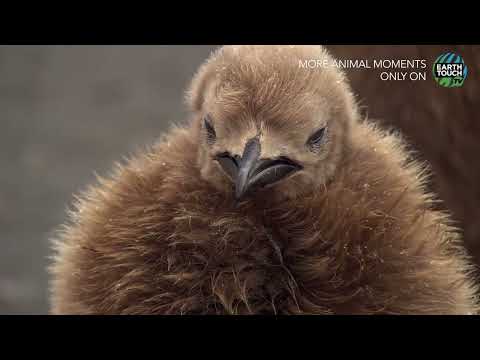The Majestic (and Adorable) World of King Penguins - YouTube