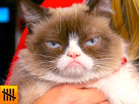 5 Things You Didn't Know About Grumpy Cat