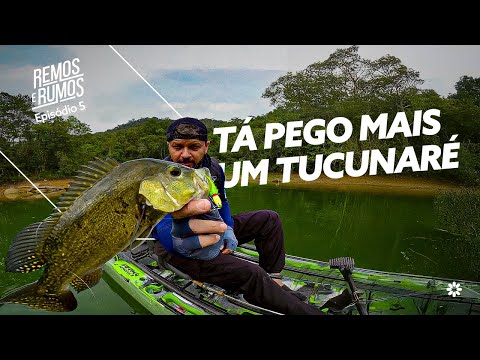 Tucunarés em ação na Mata Atlântica: pescaria em Juquiá-SP | Remos e Rumos