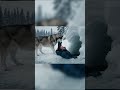 How Did This Husky Rescue The Man?