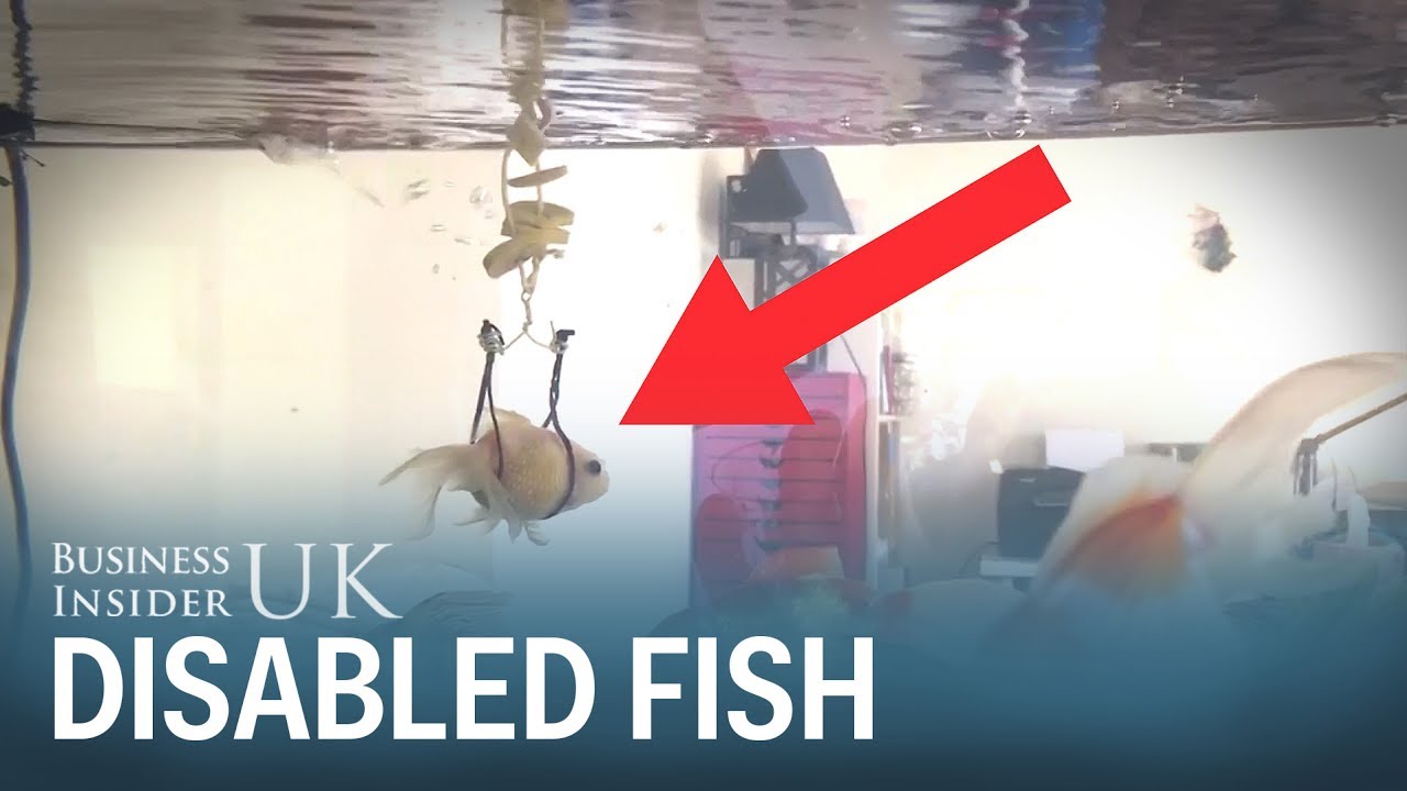 A pet owner in Sweden made a harness for his disabled goldfish that couldn't stay afloat