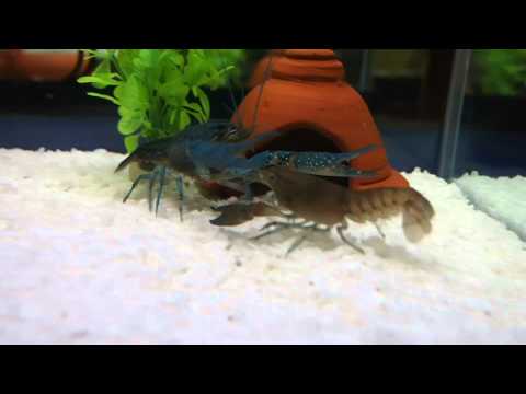 Cherax Destructor (Yabby) VS Procambarus Alleni (Blue Florida) - It's My Home..!!
