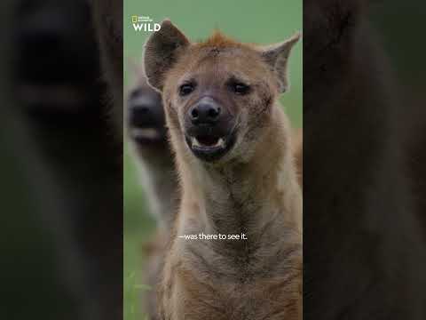 Queens | Hyena Burst