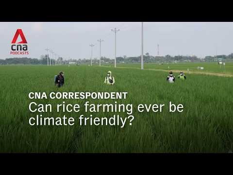Can rice farming ever be climate friendly? | CNA Correspondent