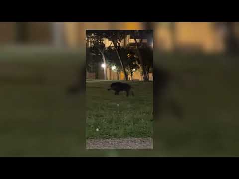Avvistato un cinghiale al Prato, in pieno centro ad Arezzo. Video diventa virale