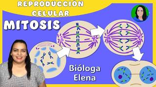 Mitosis [fases: profase, metafase, anafase y telofase]