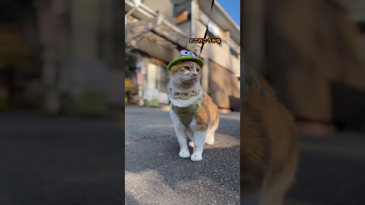 お散歩シーンPart1🐈✨　#かわいい #sanrio #コスプレ #おすすめにのりたい #fyp #cat #ねこ #もんちゃん #ネコ #猫のいる暮らし #猫のいる生活 #cute #猫の帽子