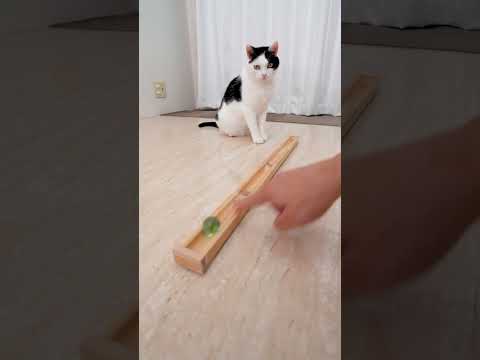 Cat and Marble Run