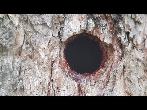 1-3 Loges de pic - Spechtbruthöhlen - Woodpecker breeding cavity