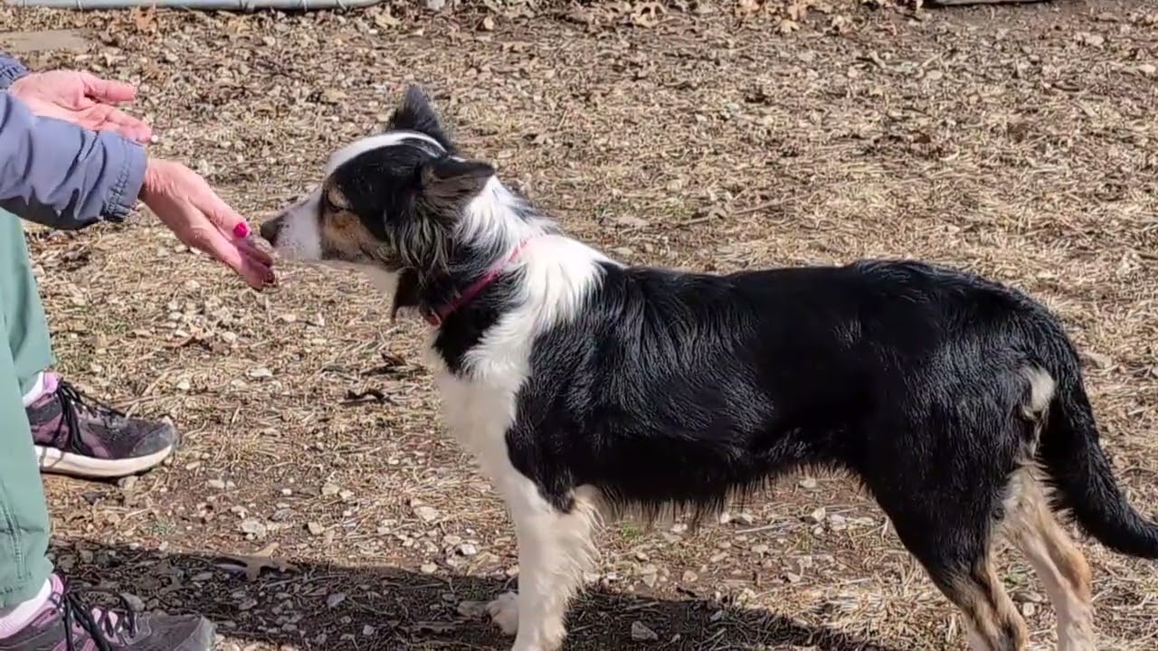 Enlarge Zella, a Adoptable Australian Shepherd in Carthage, IL video 6/6