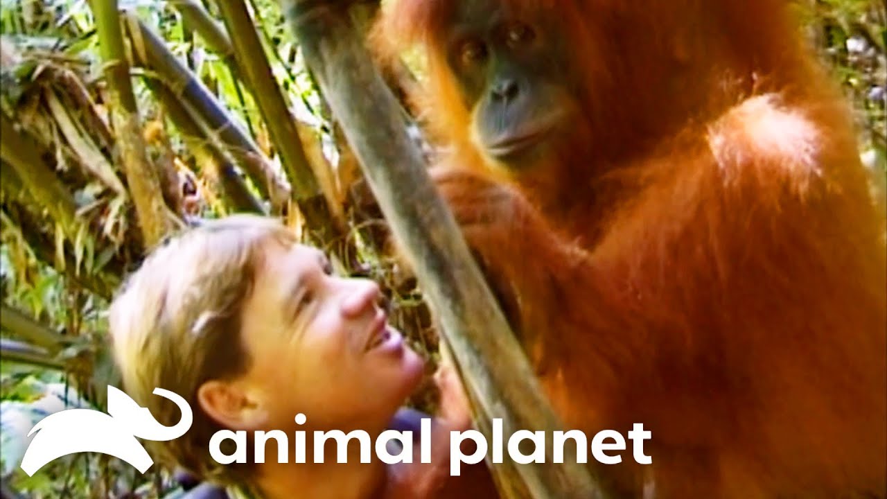 Steve Feeds The Orangutans of Sumatra | The Crocodile Hunter | Animal Planet