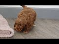 Cockapoo dogs for sale: Cameron - Video 1