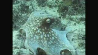 Octopus Camouflage