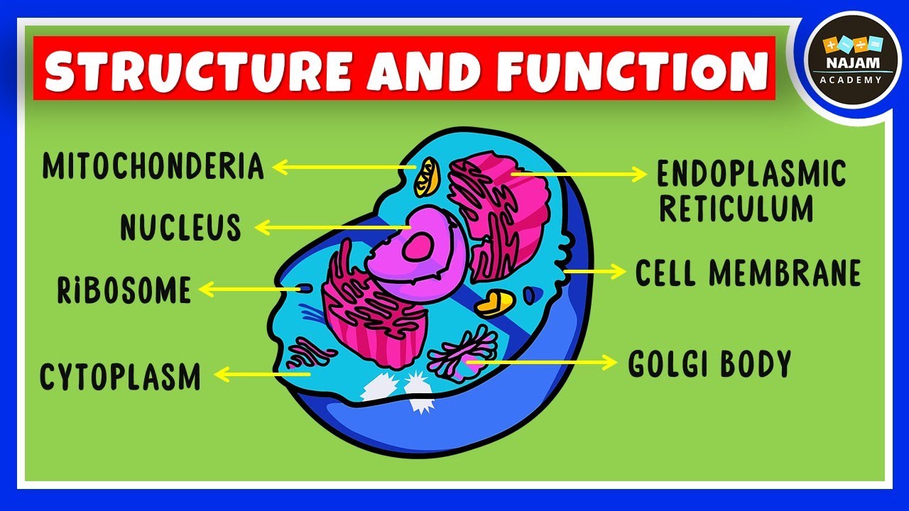 Structure and Function of a Cell | Cell Organelles | Biology