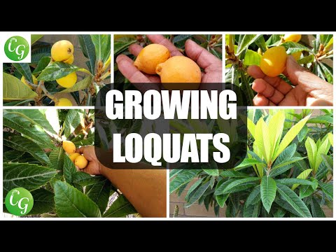 Growing Apples Unveiling the Magic of 4 In 1 Grafted Apple Trees