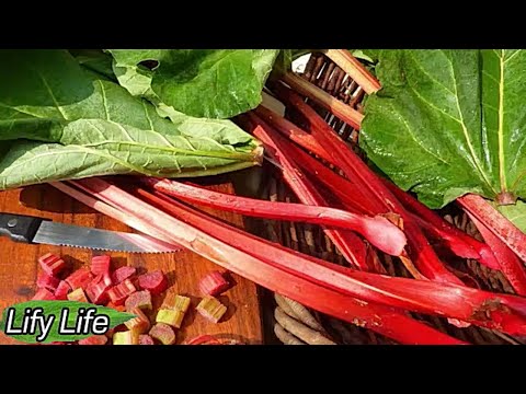 , title : 'RHUBARB: BENEFITS AND HARMS FOR THE BODY OF MEN, WOMEN, CHILDREN