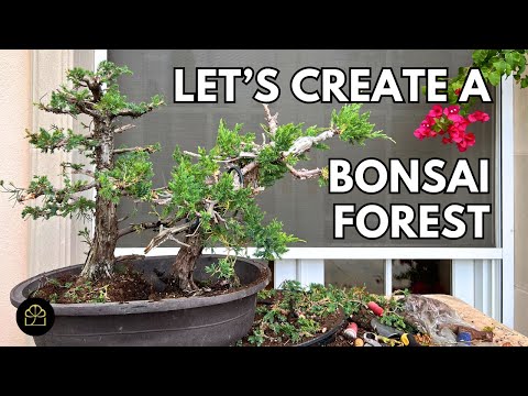 Let's Build a Bonsai Forest! Work on the First 2 Trees with Me (Part 1)