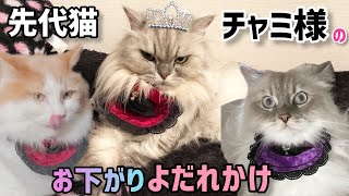 18年生きた先代猫チャミ様のお下がりよだれかけを久々につけてみたライト君とゼウスちゃんです