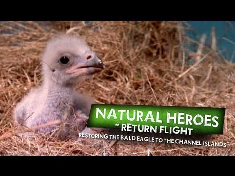 Natural Heroes RETURN FLIGHT: Restoring the Bald Eagle to the Channel Islands Promo