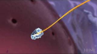 Retrovirus reverse transcripiton