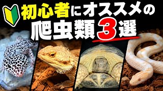 【初心者必見】爬虫類初心者にオススメの爬虫類3選！