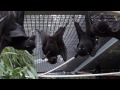 Scary Tree Branch Frightens Baby Bats