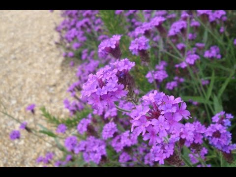 Why you should grow Verbena rigida