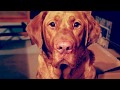 Like My Dog By: Billy Currington