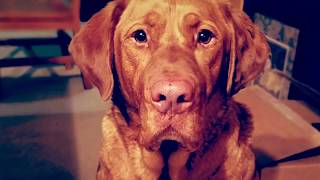 Like My Dog By: Billy Currington