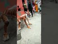 Sher Dance Muharram Rajnandgaon Sher Baja 2022 Sher Sherdance Rajnandgaon Muhharam Shorts