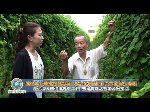 人參何首烏