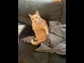 Culcat