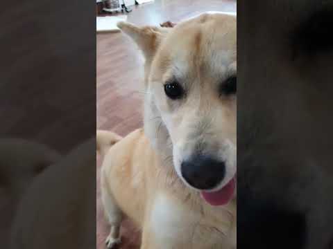 Dog For Adoption Moongshil A Shiba Inu Jindo Mix In