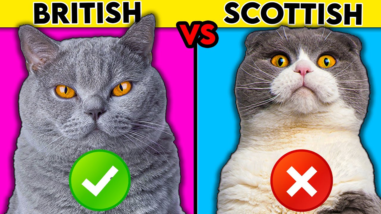 British Shorthair vs Scottish Fold - What You Need To Know