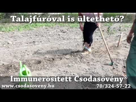 GYIK. 35 - Talajfúróval ültethető a Csodasövény® ?