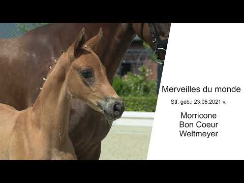 Stf v Morricone x Bon Coeur x Weltmeyer 2021