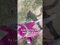 Latex Pink Power Ranger Cosplay Shorts