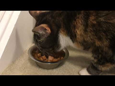 Cats Enjoy Eating - Preparing Healthy Meals for 2 Tabby Cats