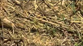 Swarms of locusts cross Vic