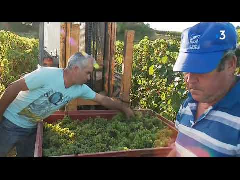 Saint-Hilaire (11) : vendanges après la grèle dans le Limouxin