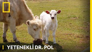 Uzman Veteriner Hikayesi | Yetenekli Dr. Pol | WILD