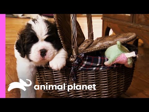 St. Bernard Puppies Pile On The Pounds In Their First Few Weeks Of Life! | Too Cute!