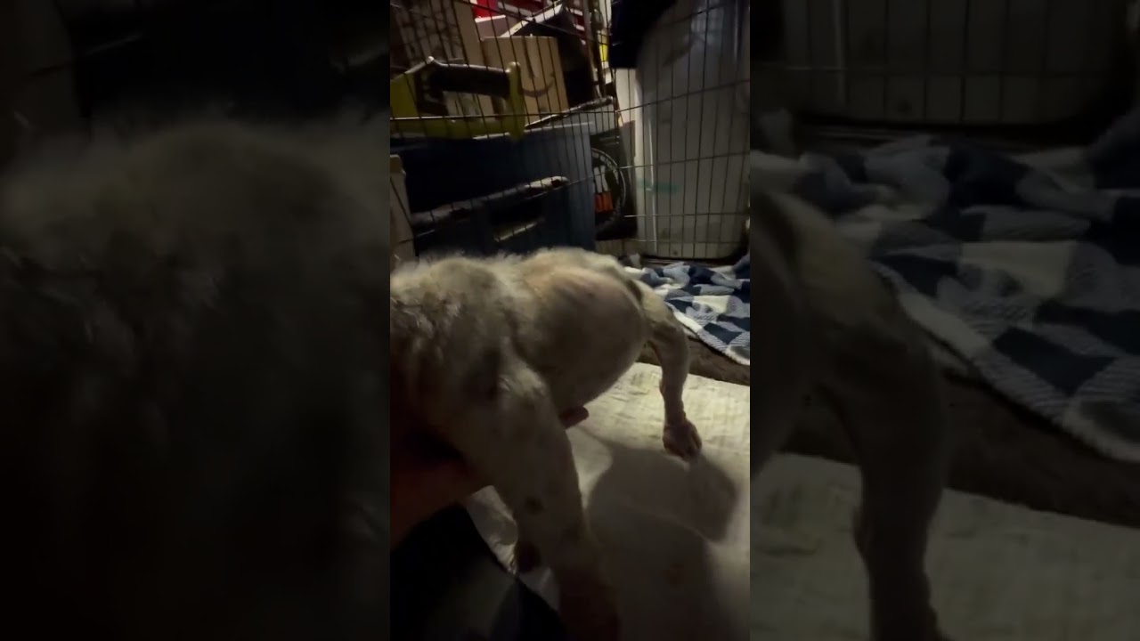 This Abandoned Pup video
