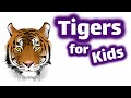 Tigers For Kids