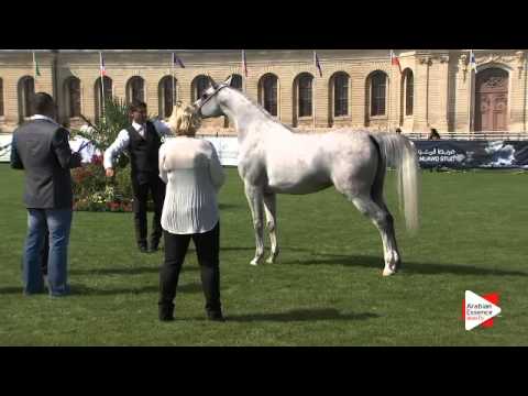 N.28 WADAD ZAMANI - Chantilly 2015 AWC - Mares 4 to 6 years old (Class 4)