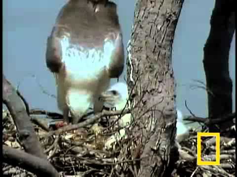 aquila pescatrice vs serpente marino (NationalGeographic).avi