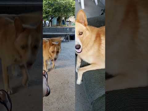 Santo Antônio do Monte Mg.,#max#meu animal de estimação 😍