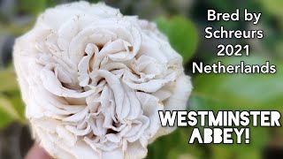 Download lagu WESTMINSTER ABBEY! ROSE plant by SCHREURS 2021 Netherlands バラ ウェストミンスター アビー mp3