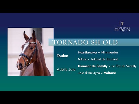 Tornado SH OLD v. Toulon - Diamant de Semilly, OS, Hengst, gekört, * 2019
