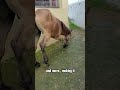 3-legged Horse. #horse #animalrescue #animals #farm #agriculture #save #help